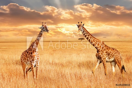 Picture of Giraffes in the African savannah Wild nature of Africa Artistic African image